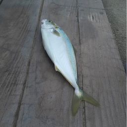 ワカシ