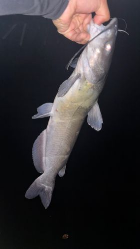 アメリカナマズの釣果