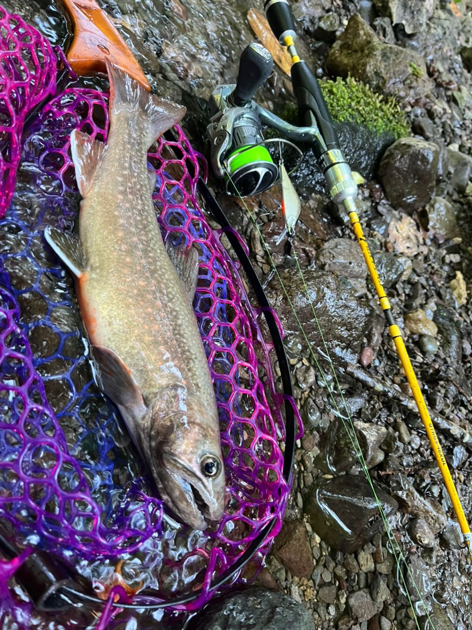 PALMS クワトロ QTRGC-46XULの最安値・インプレ・釣果 | 本音の