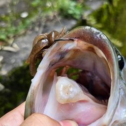 ブラックバス