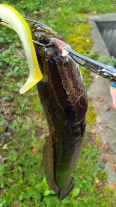 ライギョの釣果