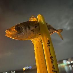 アジ