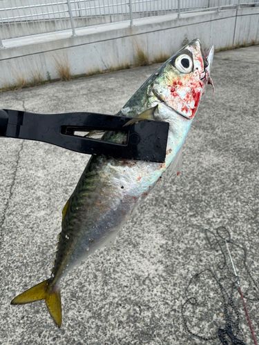 大阪湾