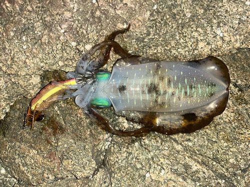 アオリイカの釣果