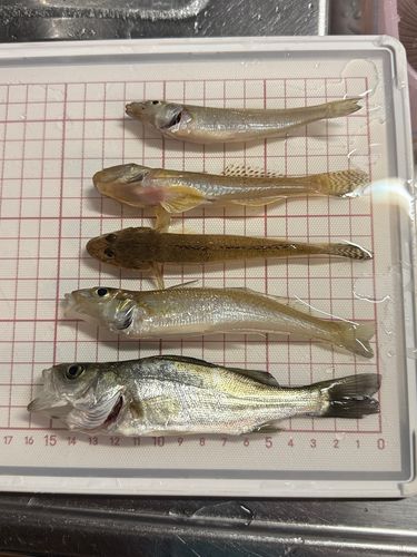 セイゴ（マルスズキ）の釣果