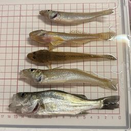 セイゴ（マルスズキ）