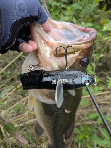 ブラックバスの釣果