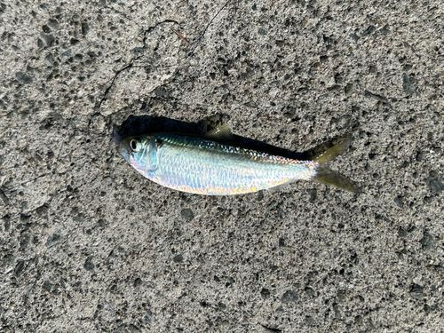 サッパの釣果
