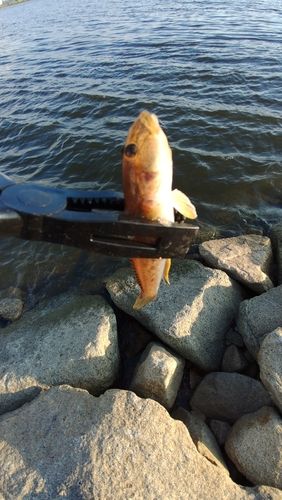 マハゼの釣果