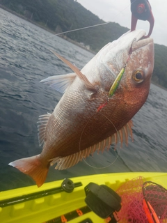 タイの釣果