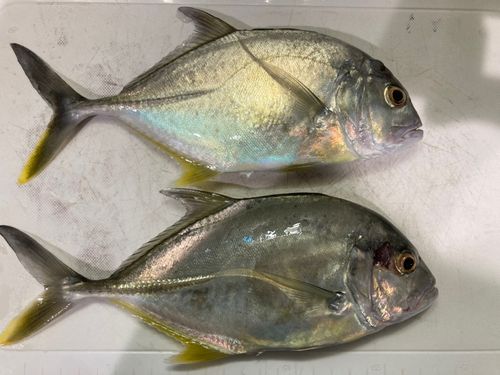 メッキの釣果