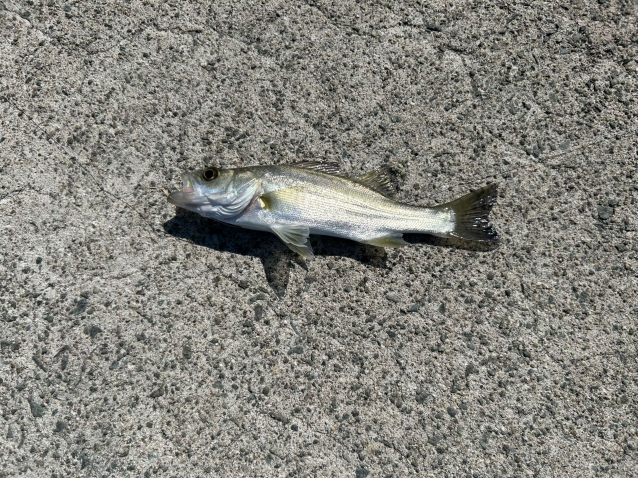 セイゴ（マルスズキ）