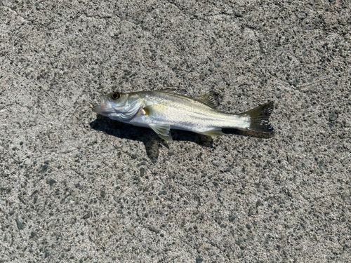 セイゴ（マルスズキ）の釣果