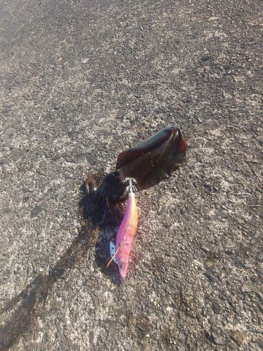 コウイカの釣果