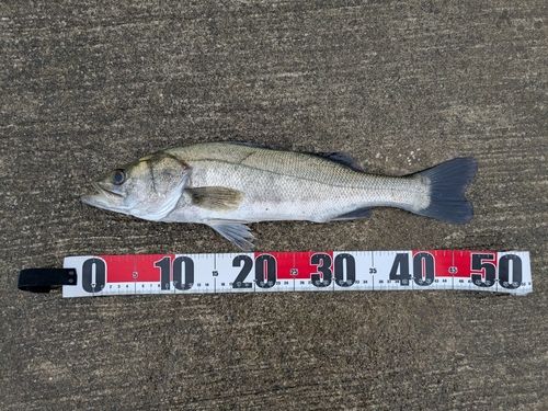 セイゴ（タイリクスズキ）の釣果
