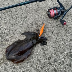アオリイカ
