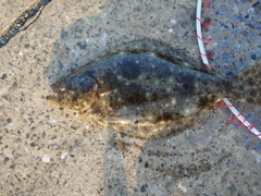 ヒラメの釣果