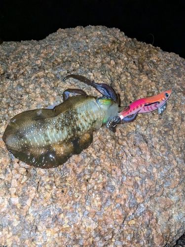 アオリイカの釣果