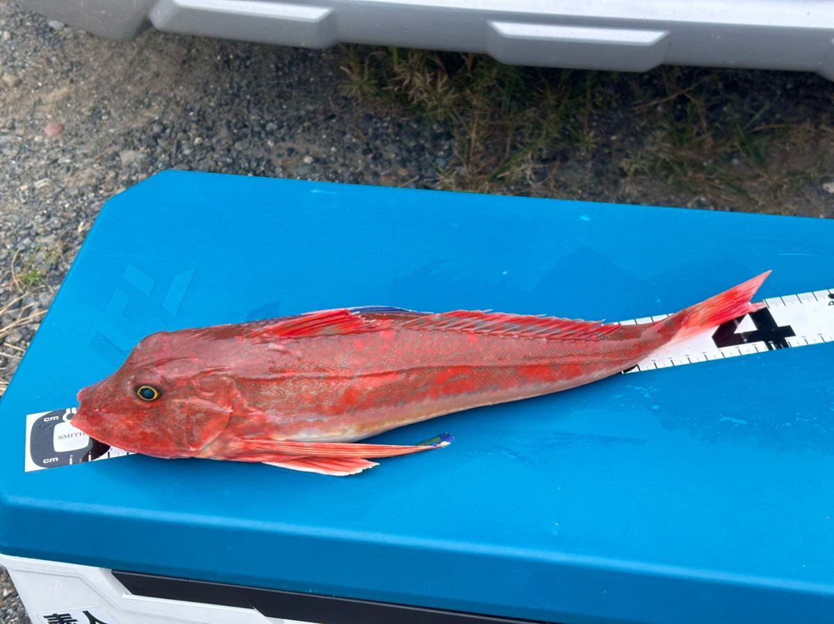 あんぐらーやまさんの釣果 3枚目の画像