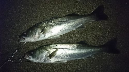 シーバスの釣果