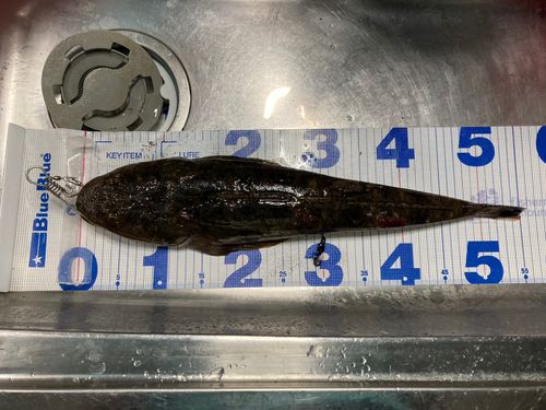 コチの釣果