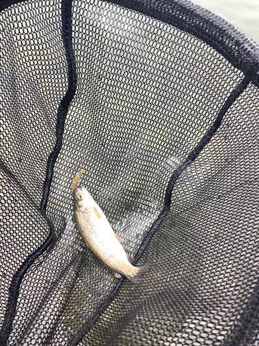 ニジマスの釣果
