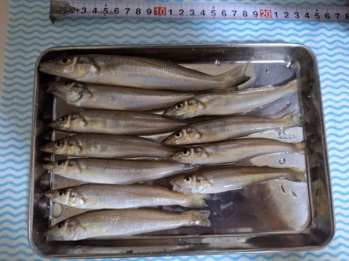 キスの釣果