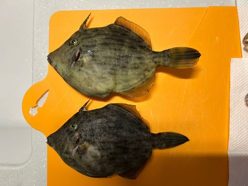 カワハギの釣果