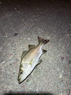 セイゴ(マルスズキ)の釣果