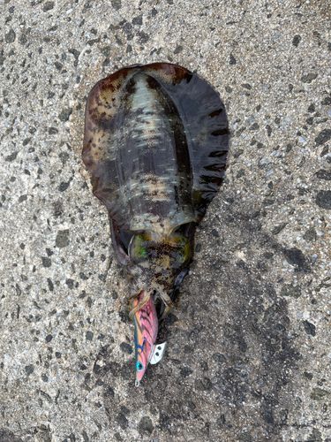 アオリイカの釣果