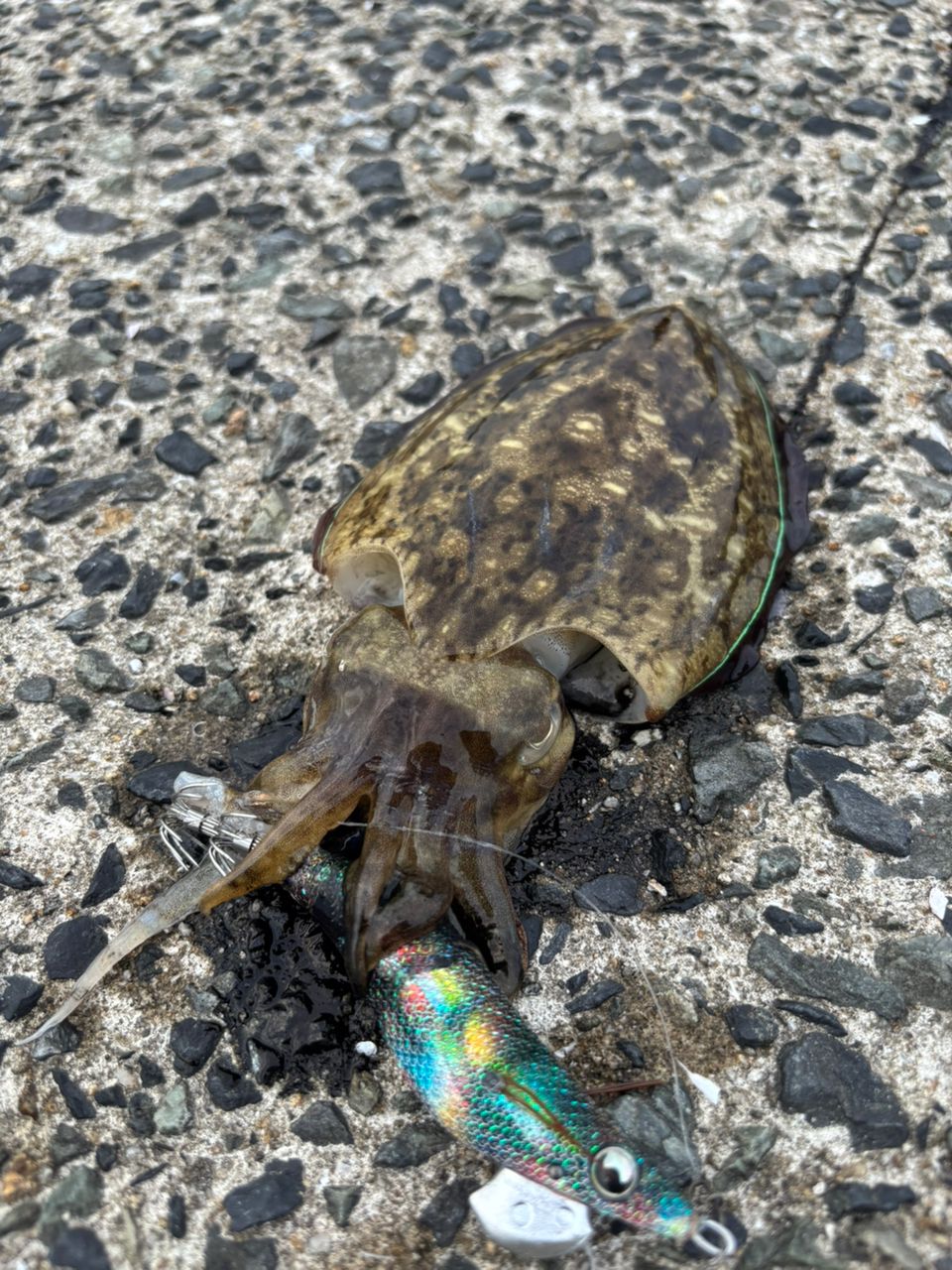 コウイカ