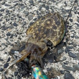 コウイカ