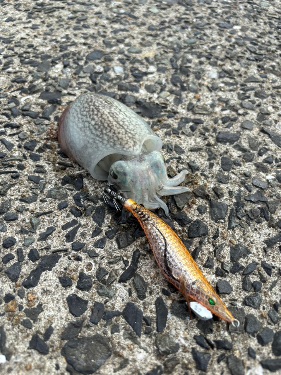 コウイカ