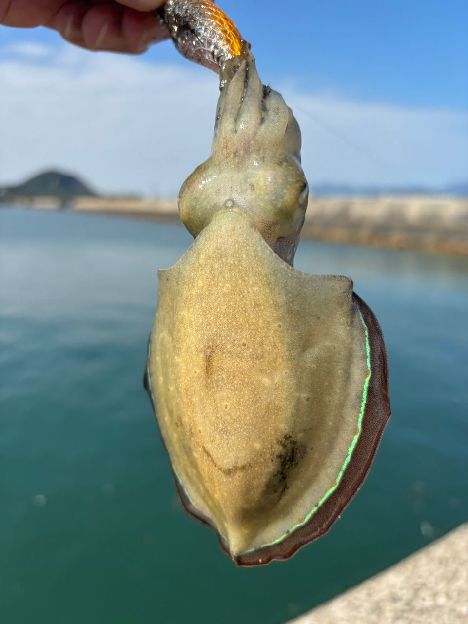 コウイカ