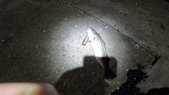 セイゴ（マルスズキ）の釣果