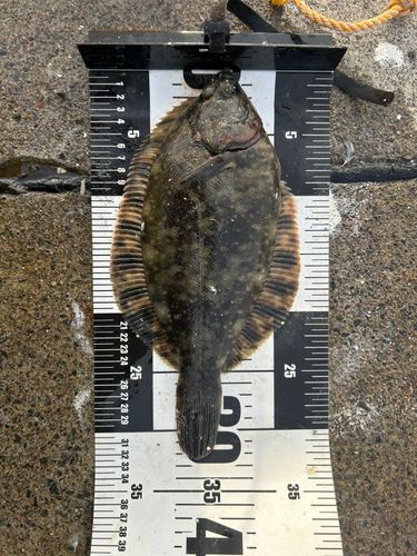 クロガシラガレイの釣果