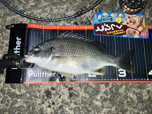キビレの釣果