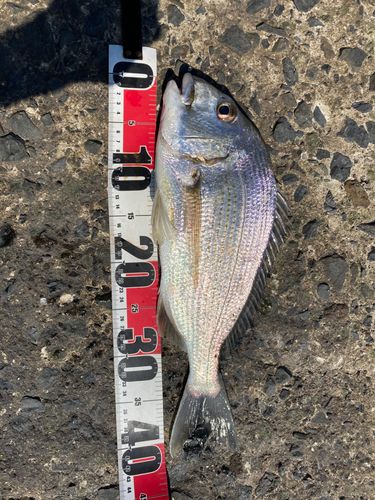 ヘダイの釣果