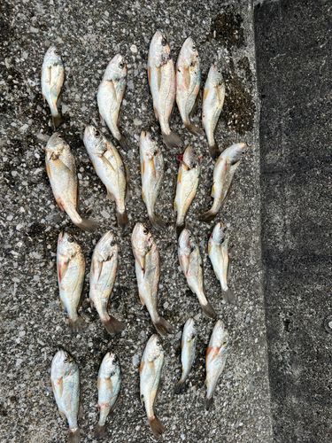 若洲海浜公園海釣り施設
