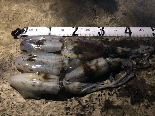 アオリイカの釣果