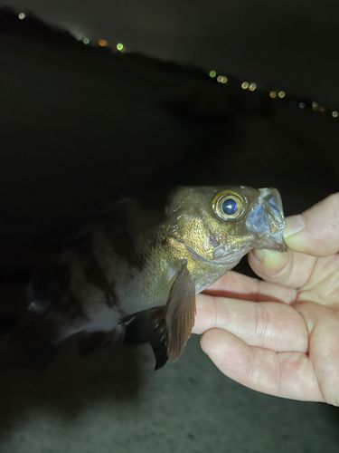 メバルの釣果
