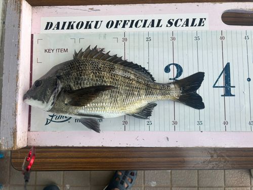 クロダイの釣果
