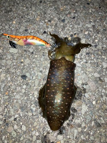 アオリイカの釣果