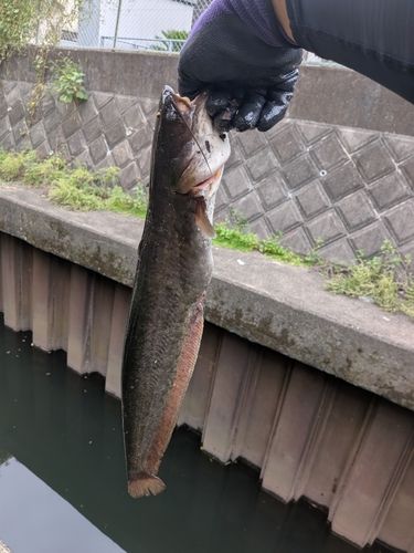 ナマズの釣果