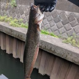 ナマズ
