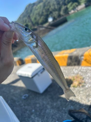 キスの釣果