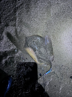 エイの釣果