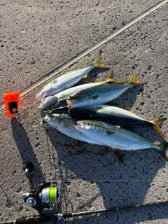 フクラギの釣果