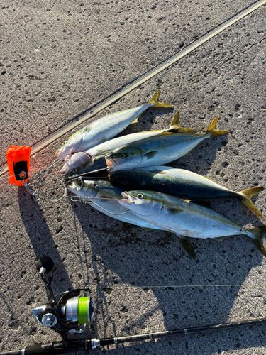フクラギの釣果
