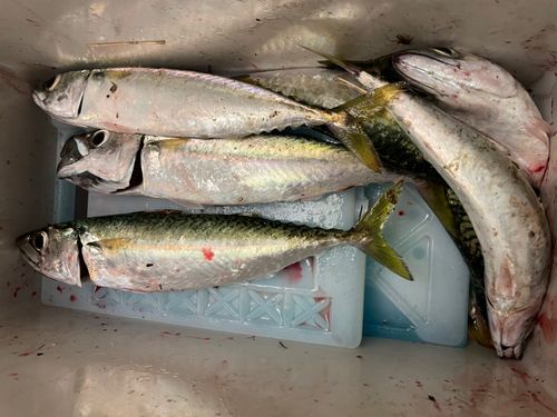 サバの釣果